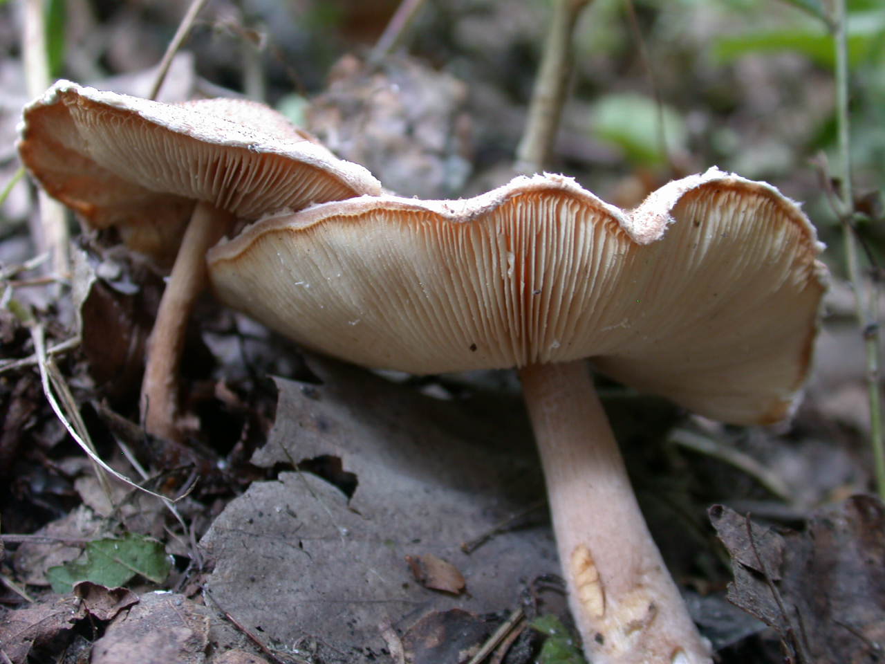 Lepiota cortinarius